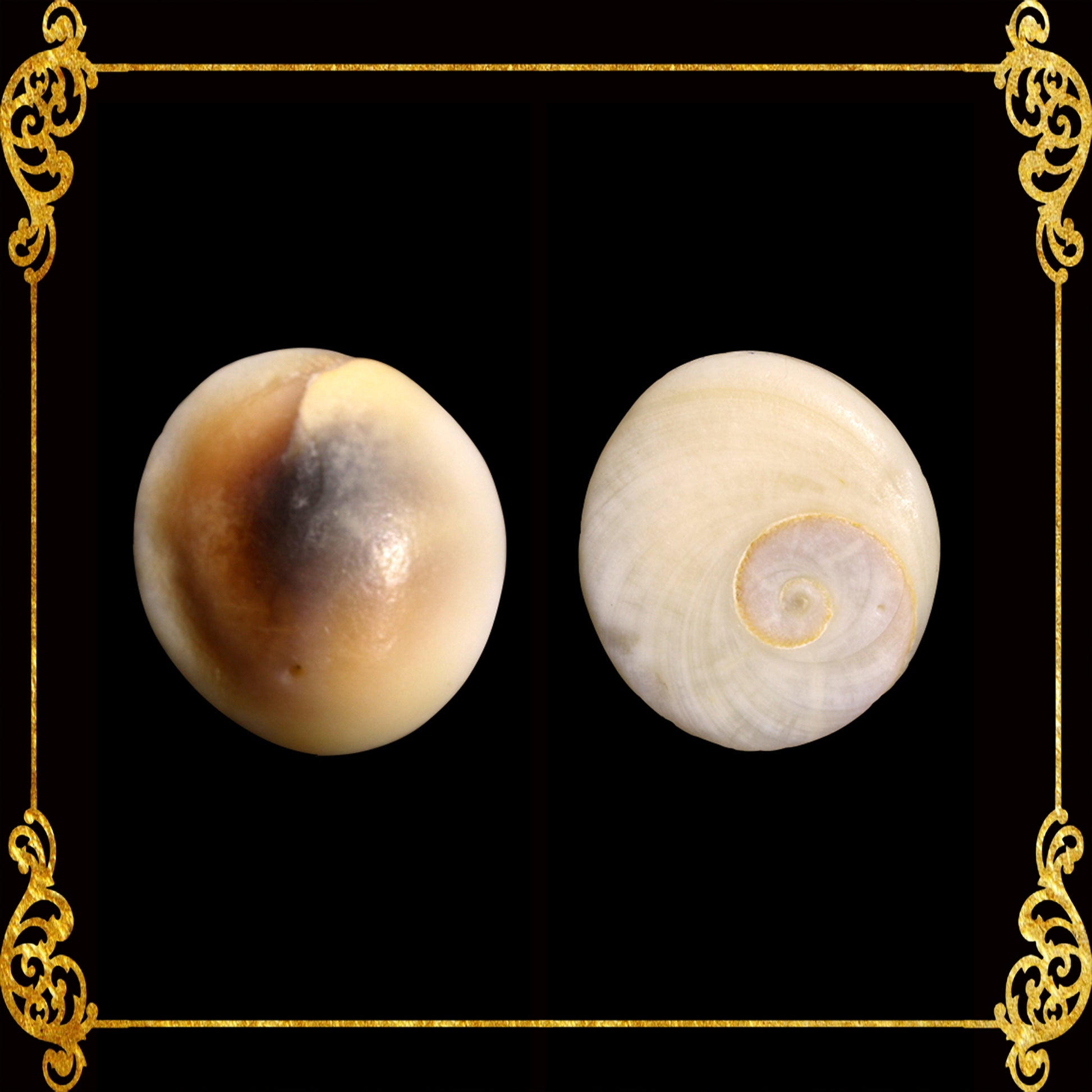 Cat’s Eye | Operculum (Black) – Seashell Supplies Philippines