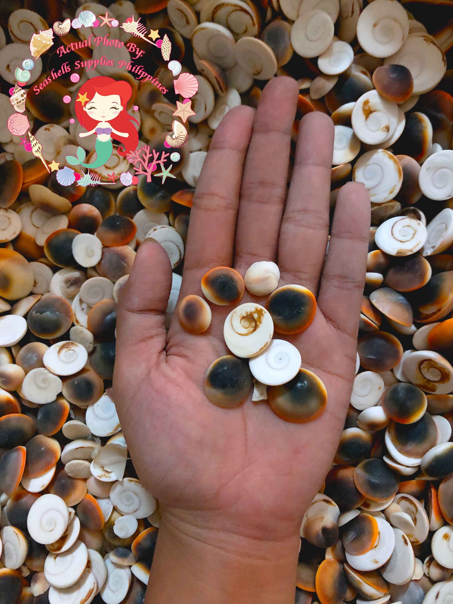 1 Kilo | Cat's Eye |Operculum | Black | Seashells | Sea shells