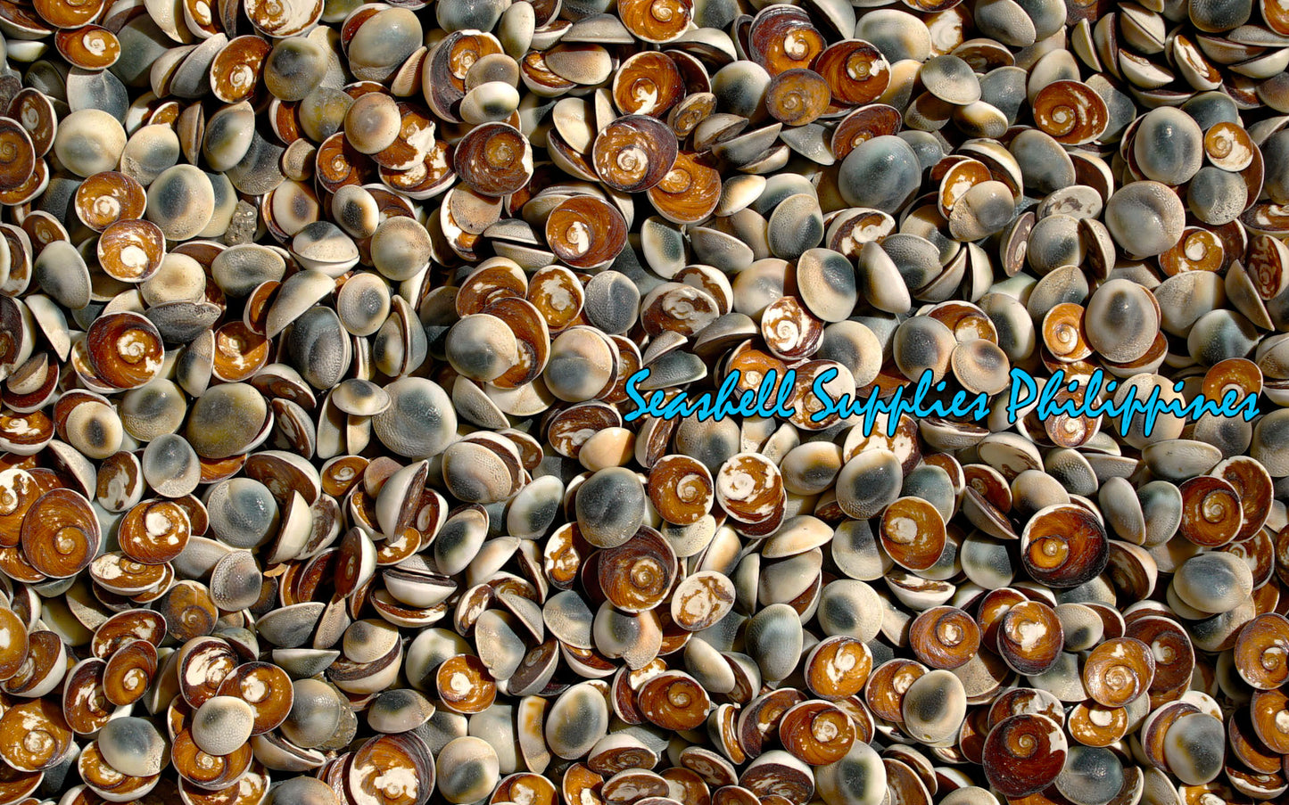 1 Kilo | Cat's Eye |Operculum | Black | Seashells | Sea shells