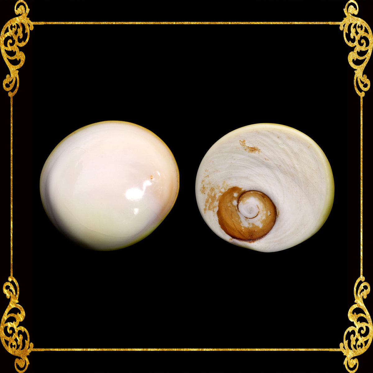 Cat’s Eye | Operculum (Polished Shiny)