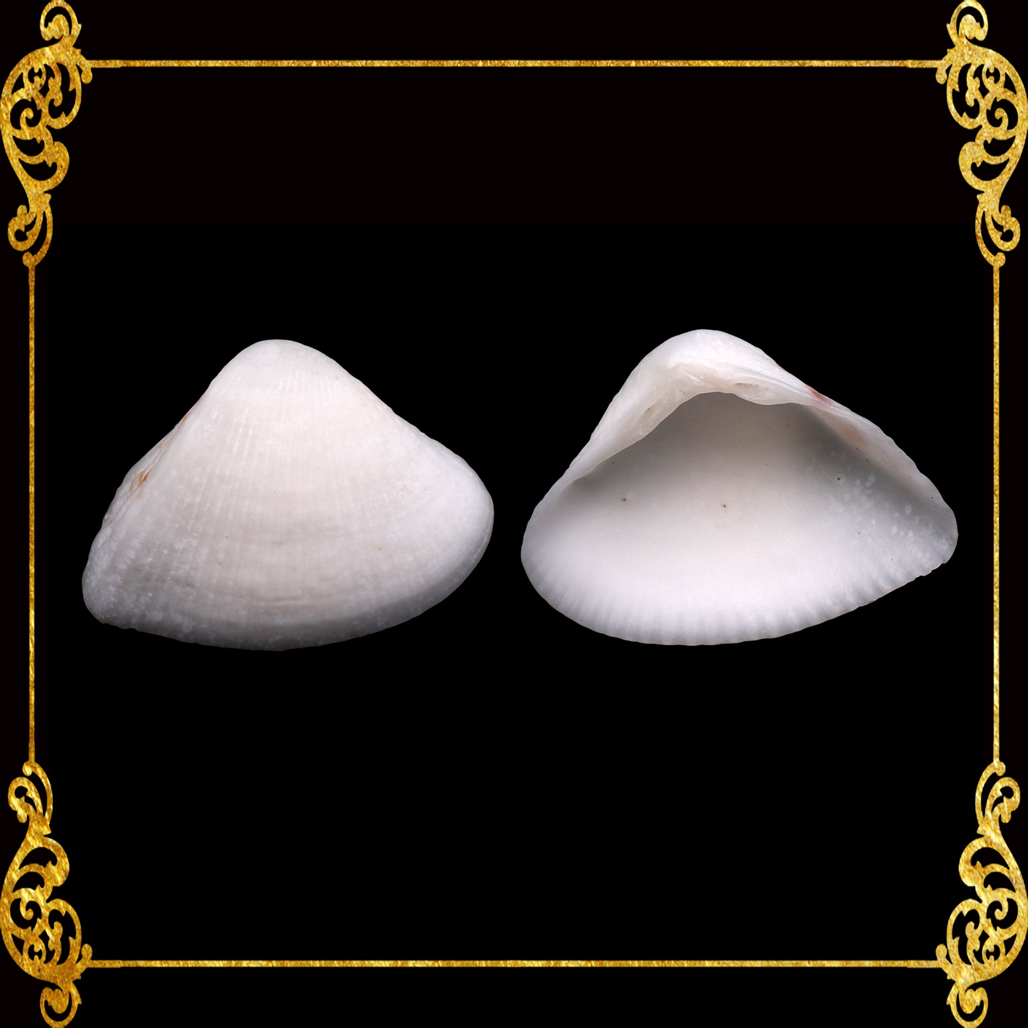 1 Kilo | Caycay | Striate Beach Clam | White | Seashells | Sea shells ...