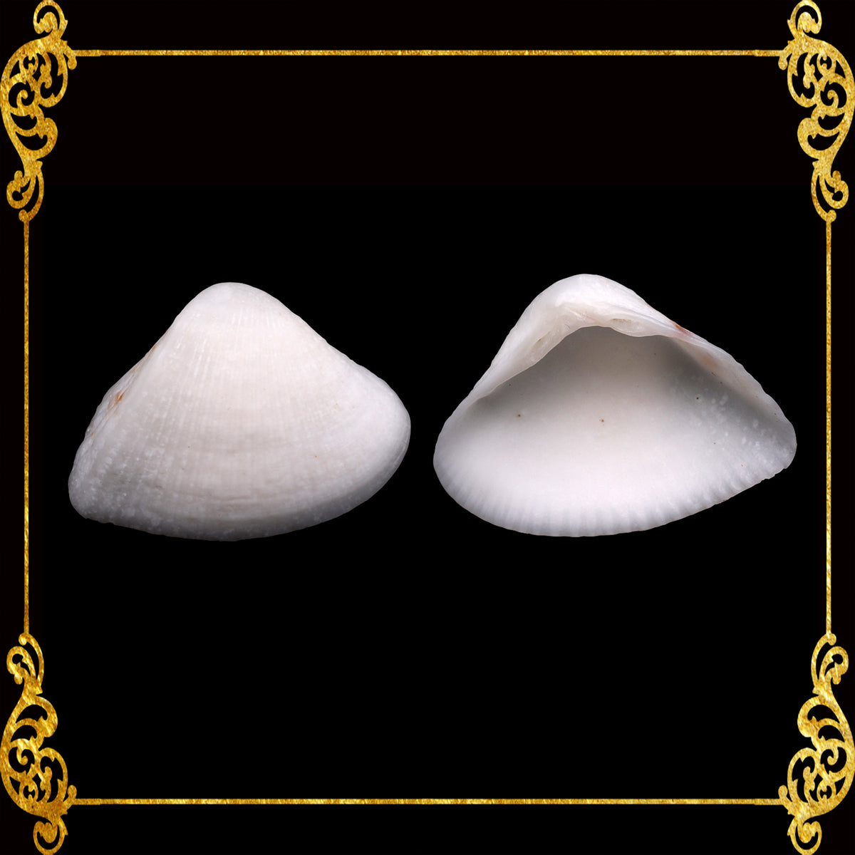Caycay | Striate Beach Clam | Mactra striata  ( White)
