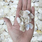 1 Kilo | Caycay | Striate Beach Clam | White | Seashells | Sea shells