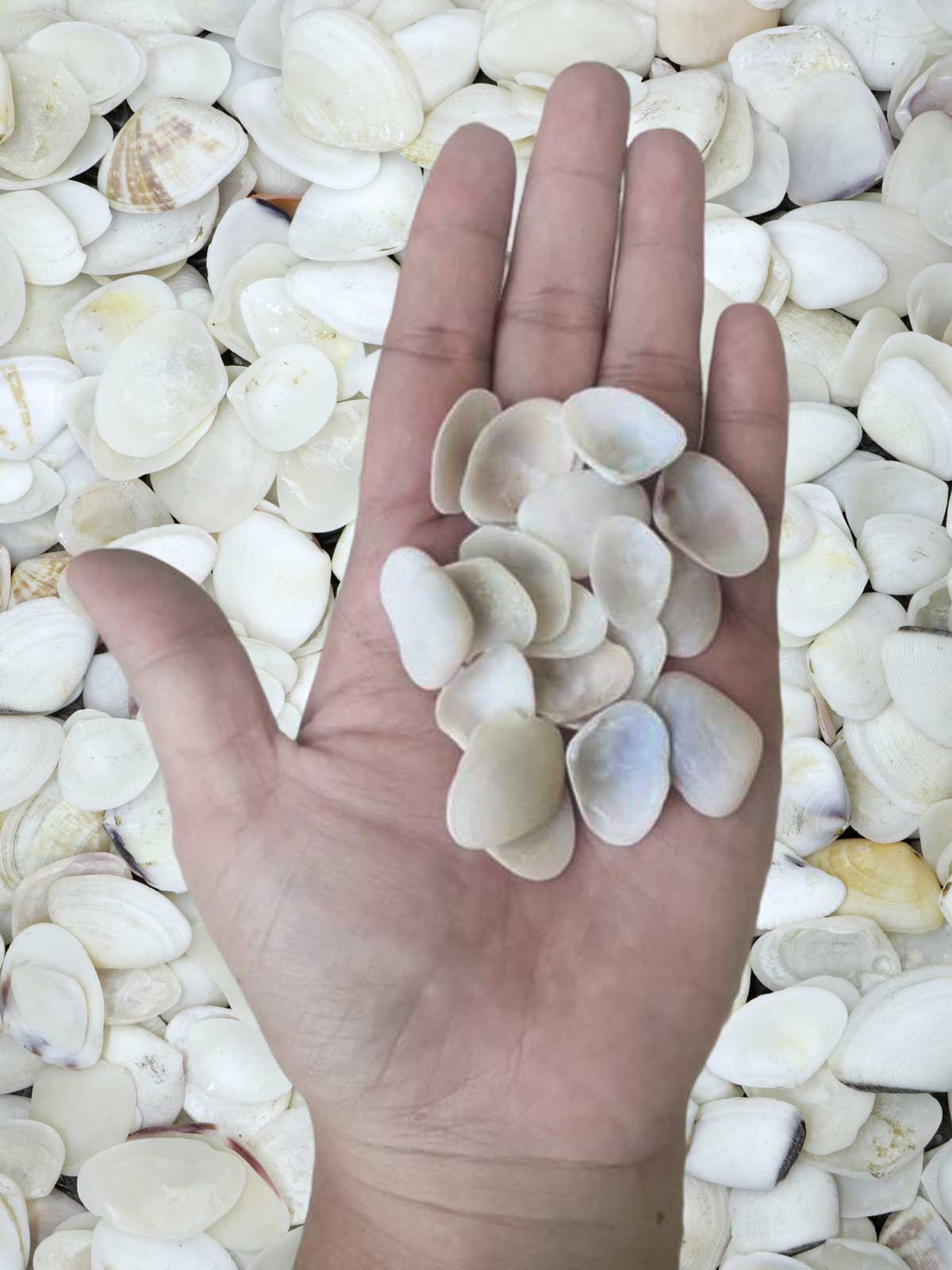 1 Kilo | Caycay | Striate Beach Clam | White | Seashells | Sea shells