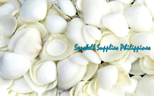 1 Kilo | Caycay | Striate Beach Clam | White | Seashells | Sea shells