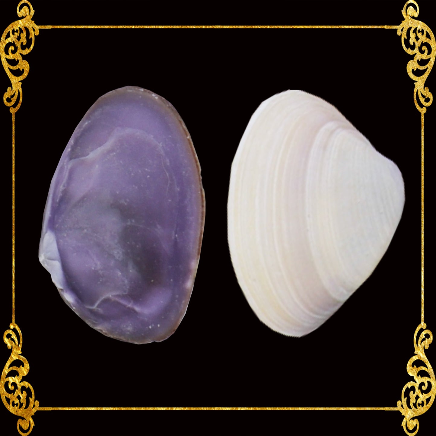 1 Kilo | Caycay | Violet Mactra | Thick | Seashells | Sea shells