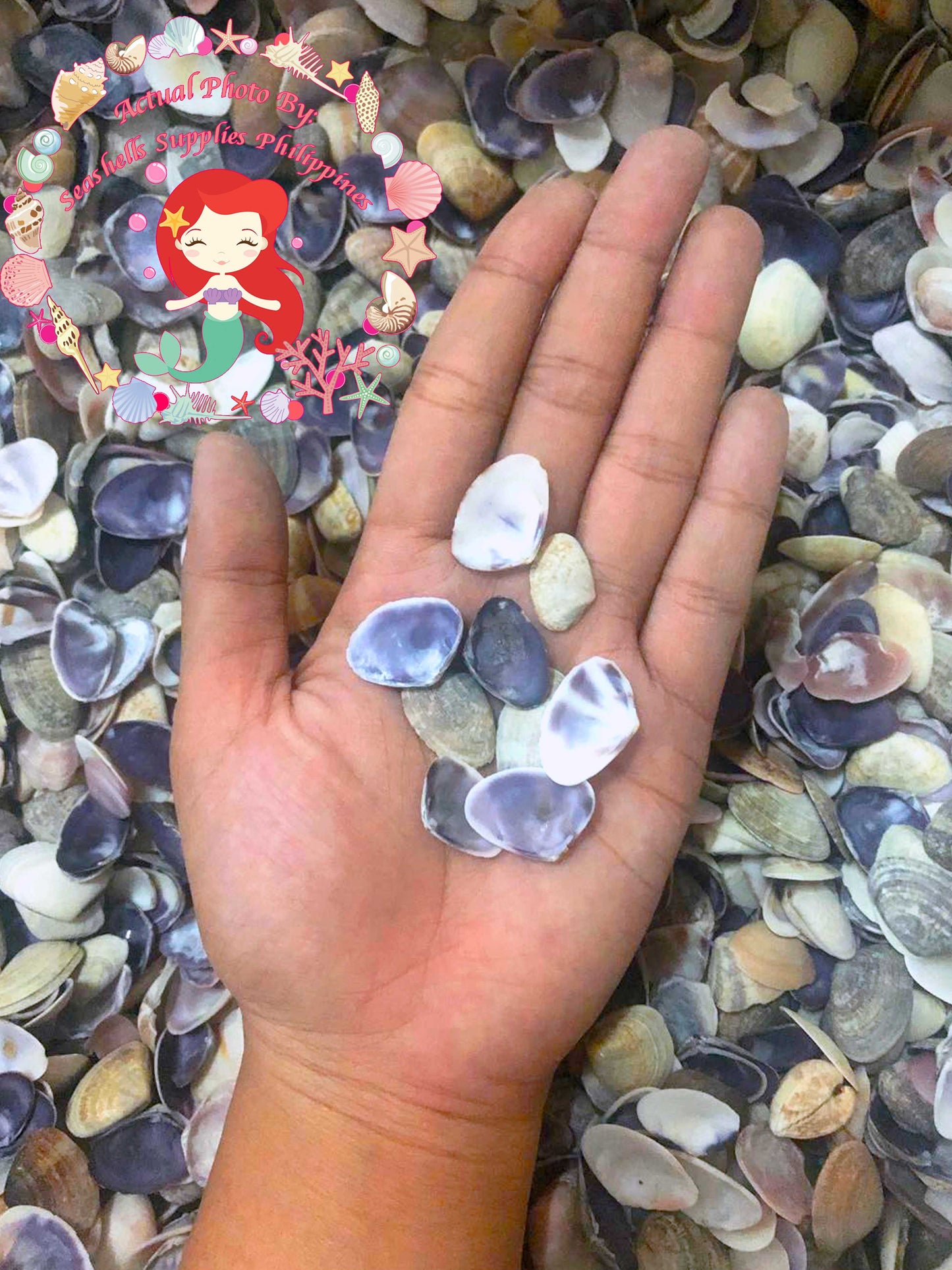 1 Kilo | Caycay | Violet Mactra | Thick | Seashells | Sea shells