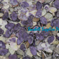 1 Kilo | Caycay | Violet Mactra | Thick | Seashells | Sea shells