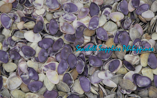 1 Kilo | Caycay | Violet Mactra | Thick | Seashells | Sea shells