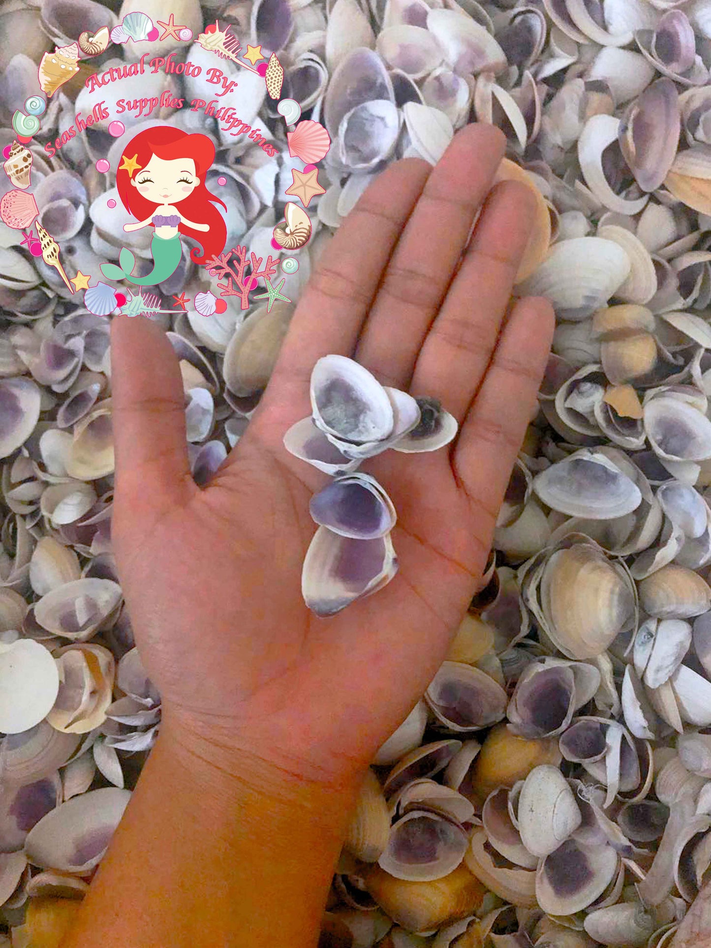 1 Kilo | Caycay | Violet Mactra | Thin | Seashells | Sea shells