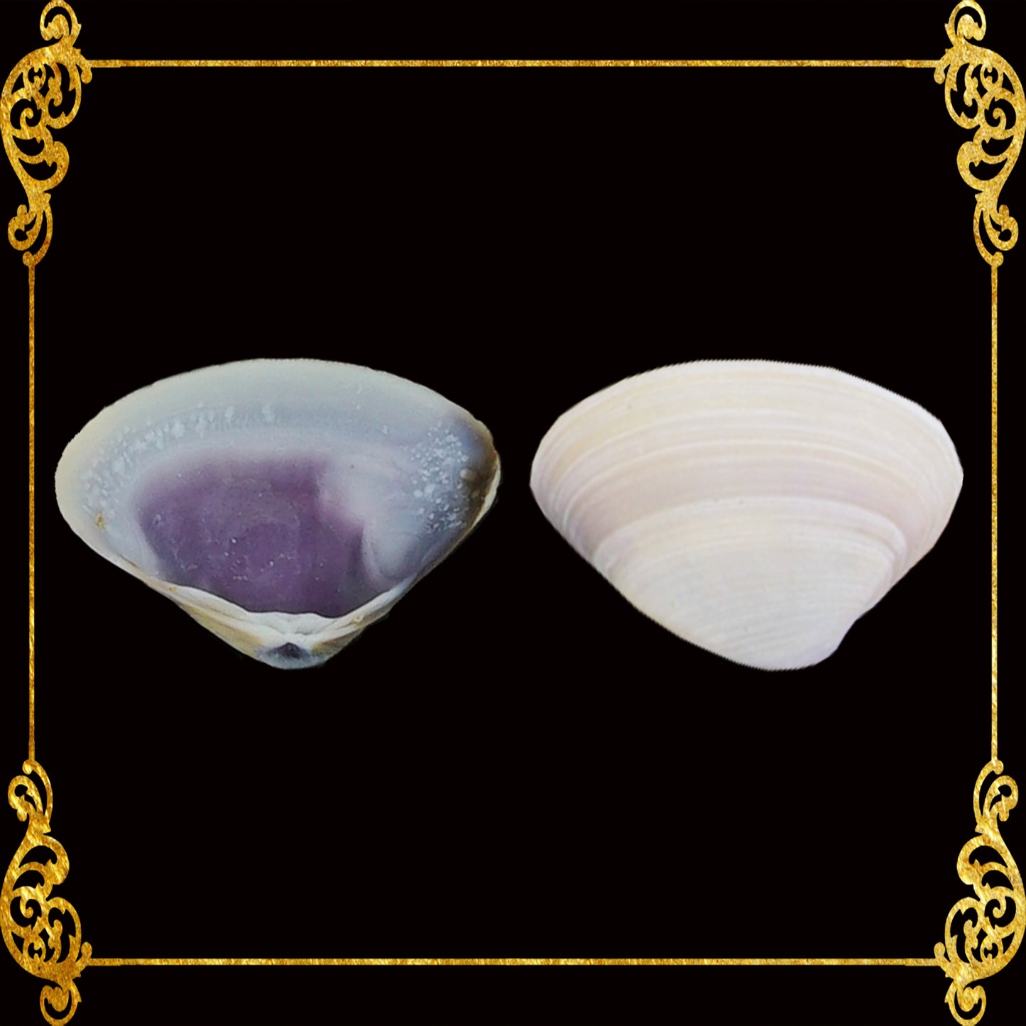 500 Grams | Caycay | Violet Mactra | Thin
