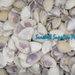 1 Kilo | Caycay | Violet Mactra | Thin | Seashells | Sea shells