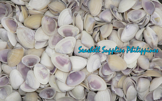 1 Kilo | Caycay | Violet Mactra | Thin | Seashells | Sea shells