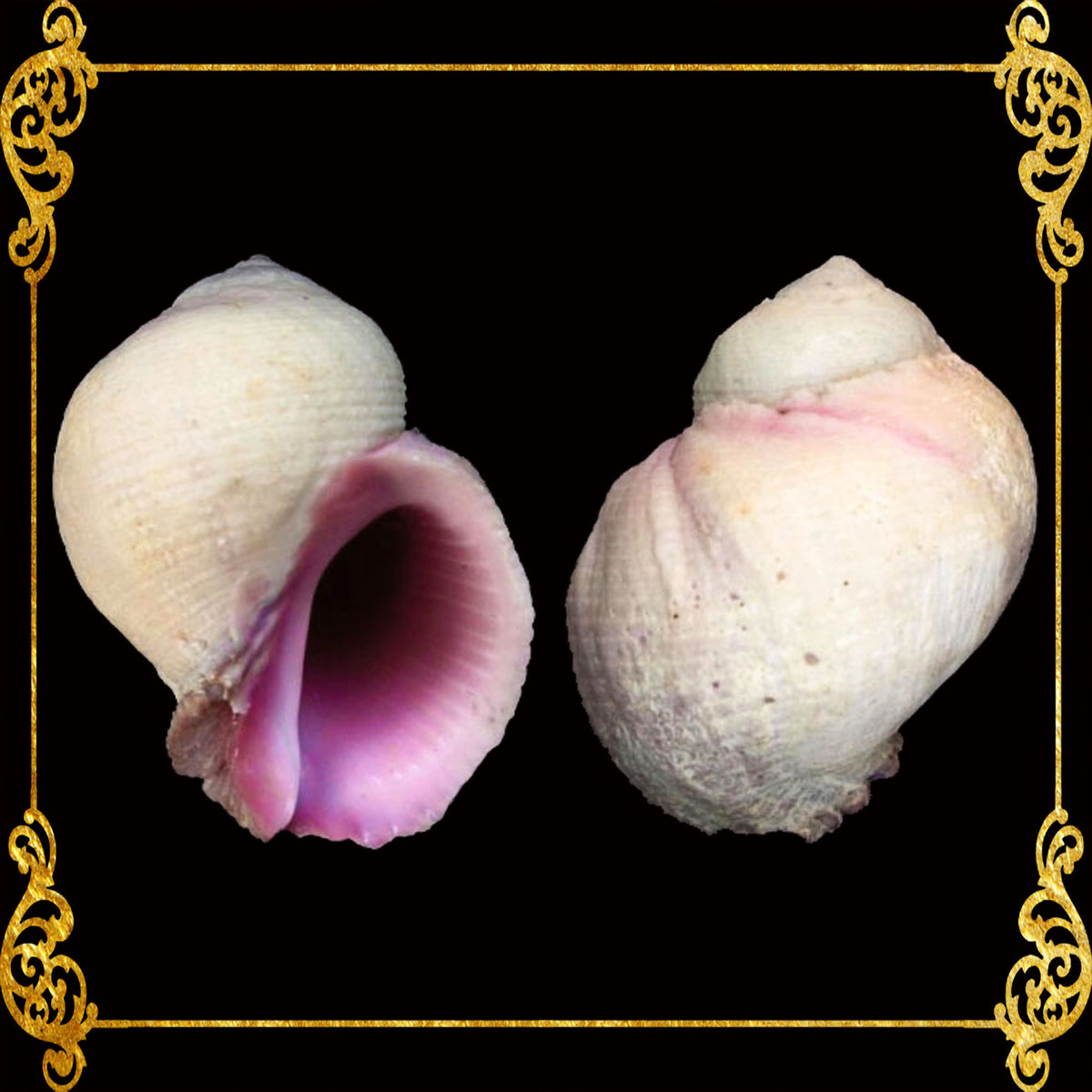 Cebu Beauty | Violet Coral Shell | Coralliophila Violacea