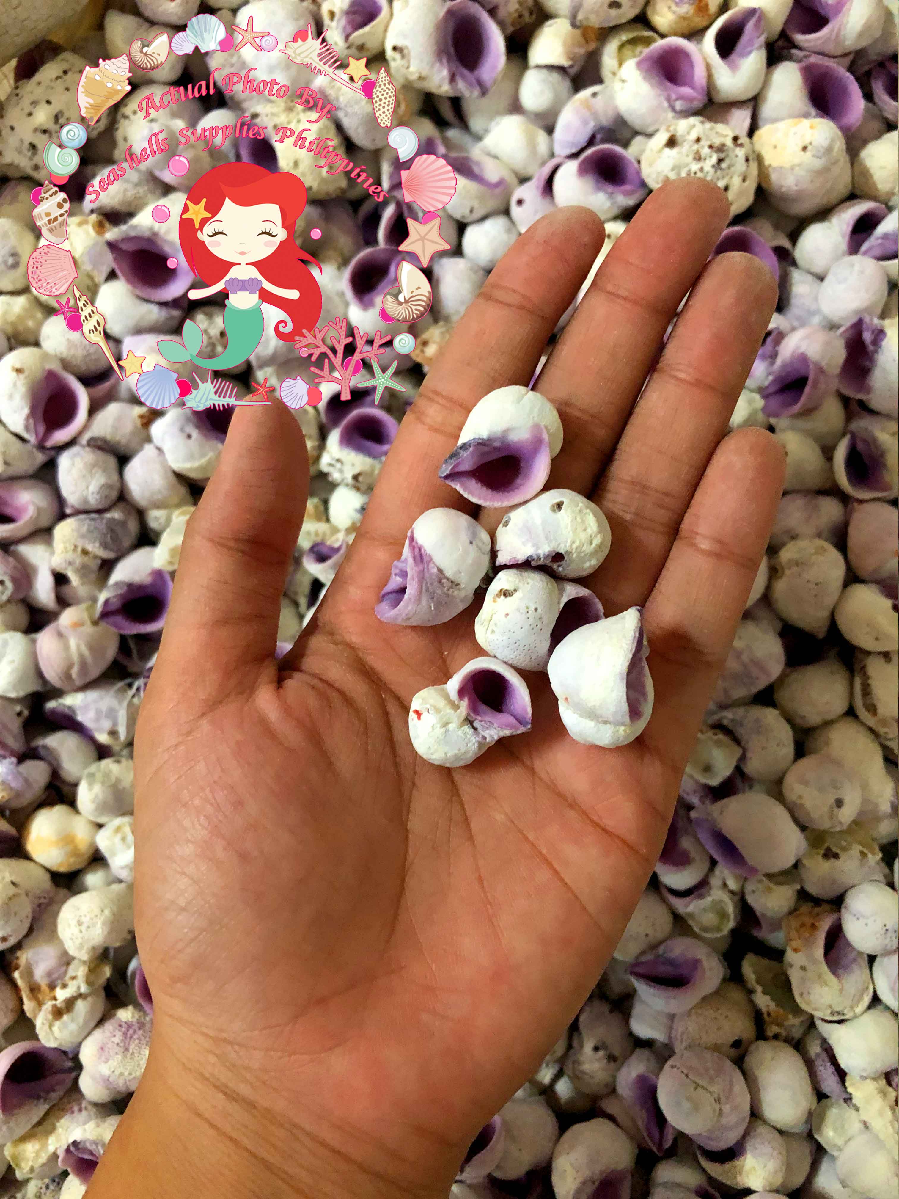Layagan Shell Cebu Beauty | Violet Coral Shell | Coralliophila Violacea – Seashell ...