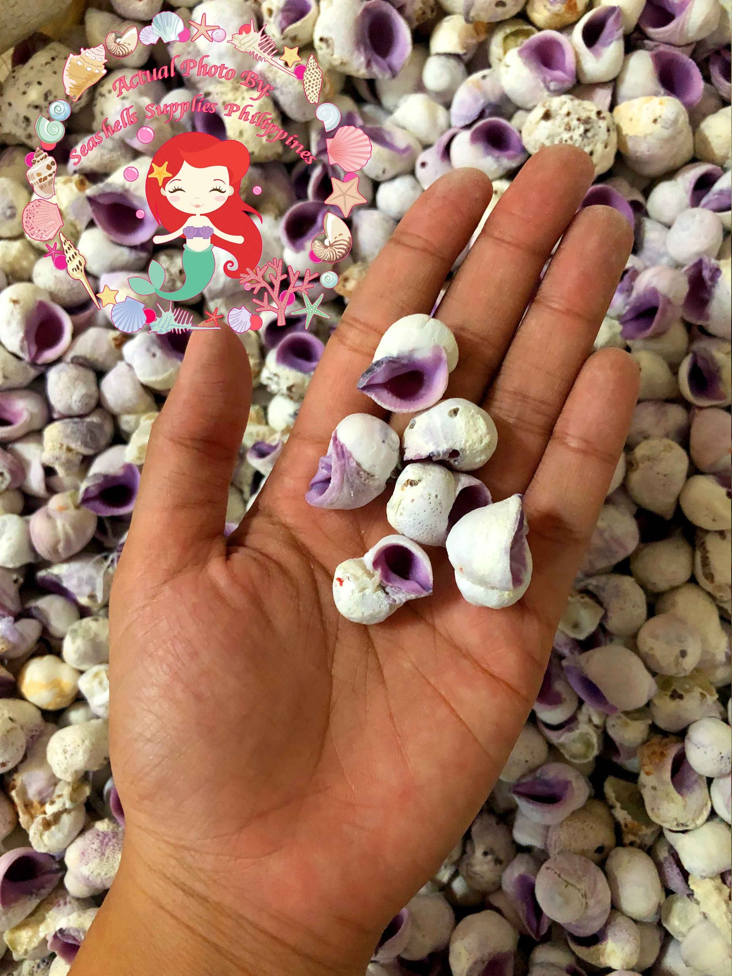 1 Kilo | Cebu Beauty | Violet Coral Shell | Seashells | Sea shells