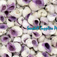 1 Kilo | Cebu Beauty | Violet Coral Shell | Seashells | Sea shells