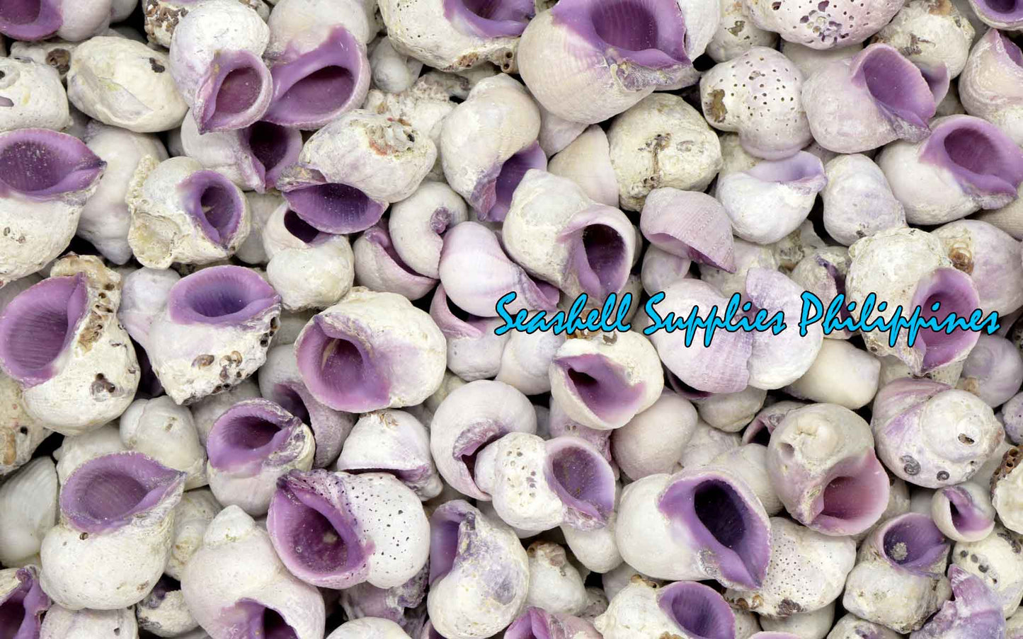 1 Kilo | Cebu Beauty | Violet Coral Shell | Seashells | Sea shells