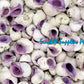 500 Grams | Cebu Beauty | Violet Coral Shell