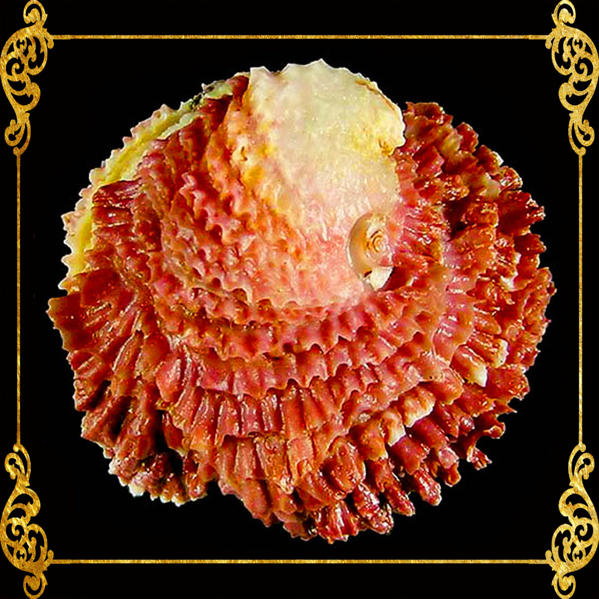 Chama | Pacific Jewel Box | Chama Pacifica