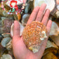 1 Kilo | Chama | Chama Pacifica | Seashells | Sea shells