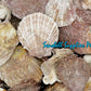 1 Kilo | Chama | Chama Pacifica | Seashells | Sea shells