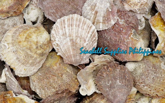 1 Kilo | Chama | Chama Pacifica | Seashells | Sea shells