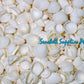 1 Kilo | Clamrose | Anadara Pilula | Medium | Seashells | Sea shells
