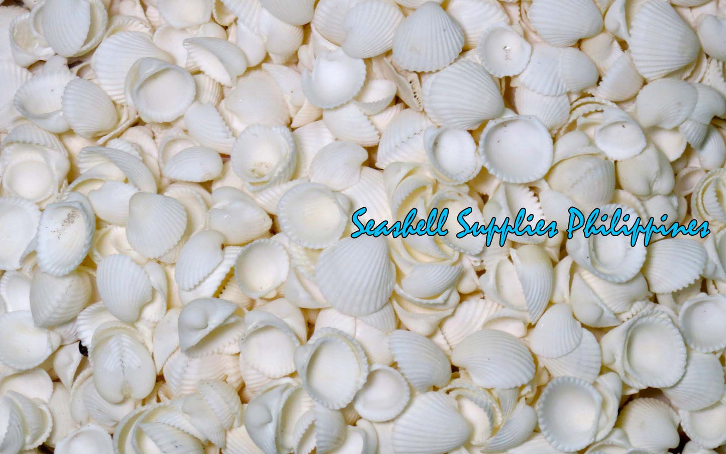 1 Kilo | Clamrose | Anadara Pilula | Medium | Seashells | Sea shells
