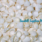 500 Grams | Clamrose | Anadara Pilula | Medium
