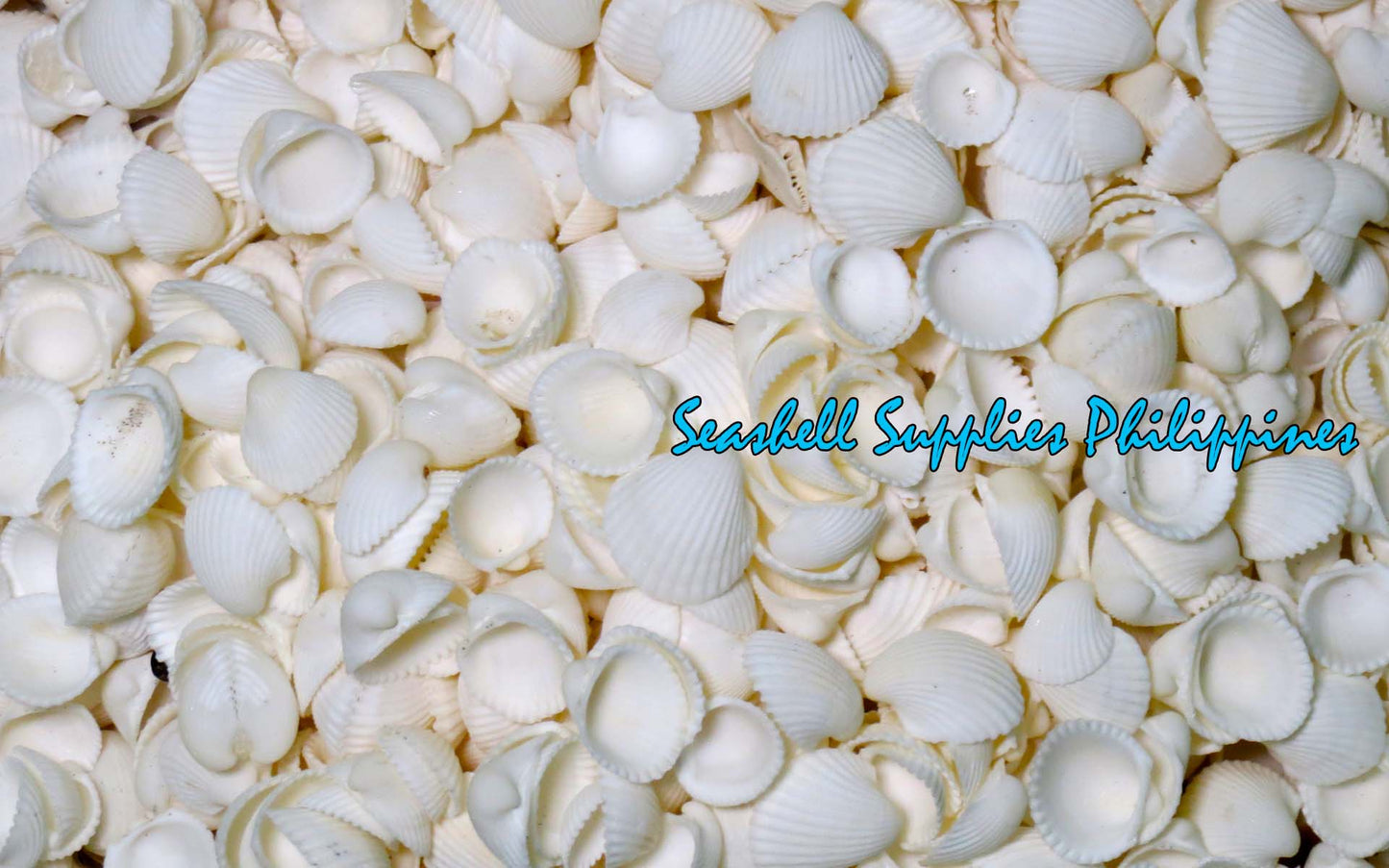500 Grams | Clamrose | Anadara Pilula | Medium
