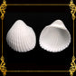 1 Kilo | Clamrose | Anadara Pilula | Tiny | Seashells | Sea shells