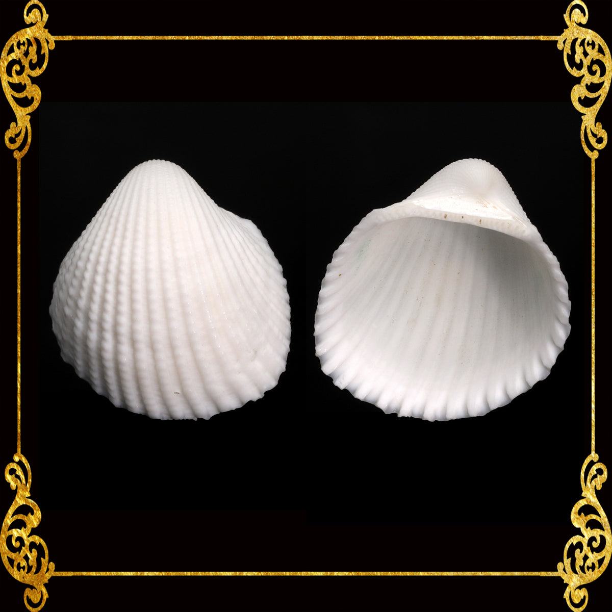 Clamrose | Pilula Ark | Anadara Pilula (Tiny)
