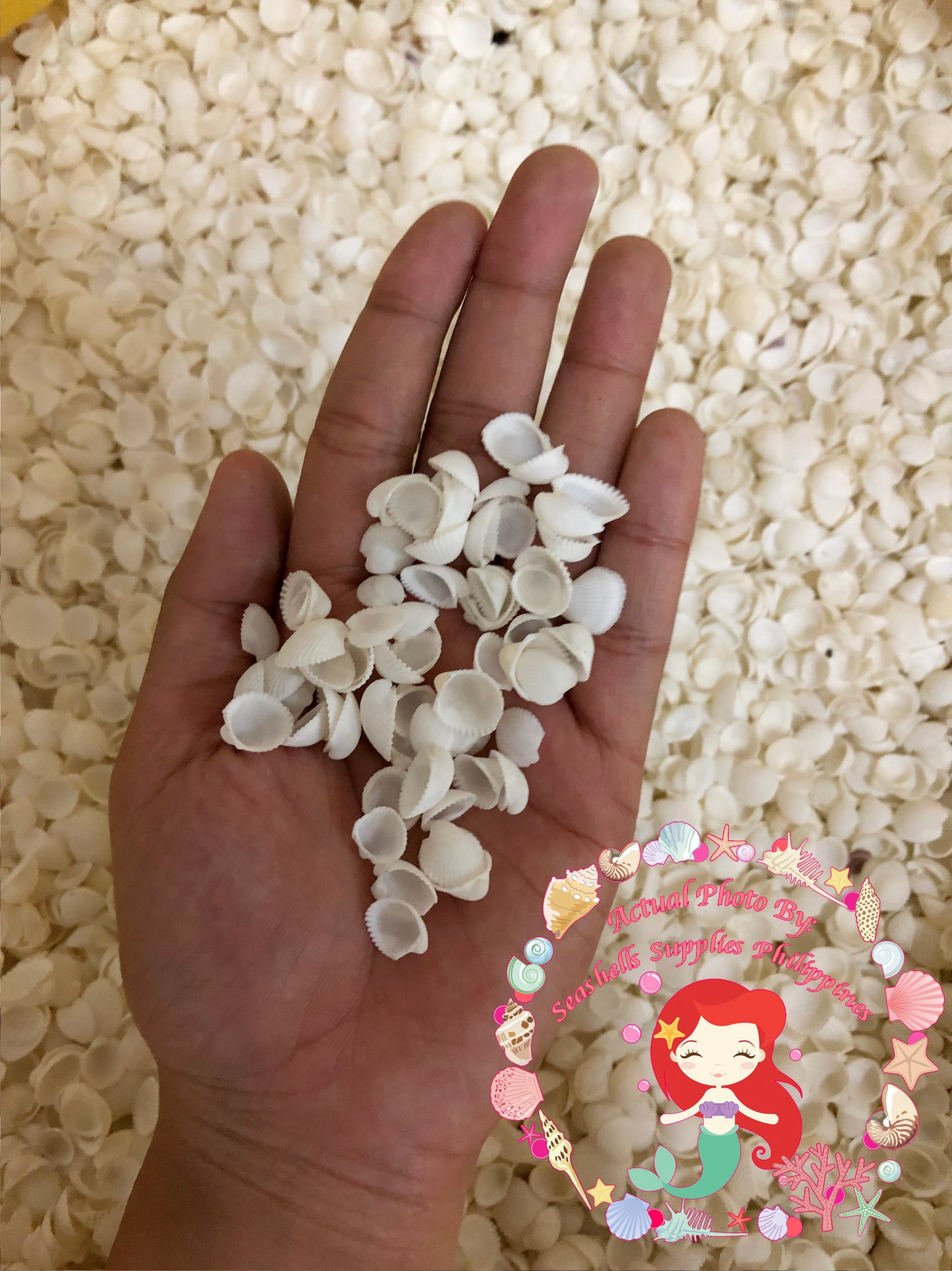 1 Kilo | Clamrose | Anadara Pilula | Tiny | Seashells | Sea shells