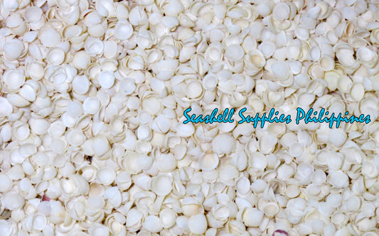 1 Kilo | Clamrose | Anadara Pilula | Tiny | Seashells | Sea shells