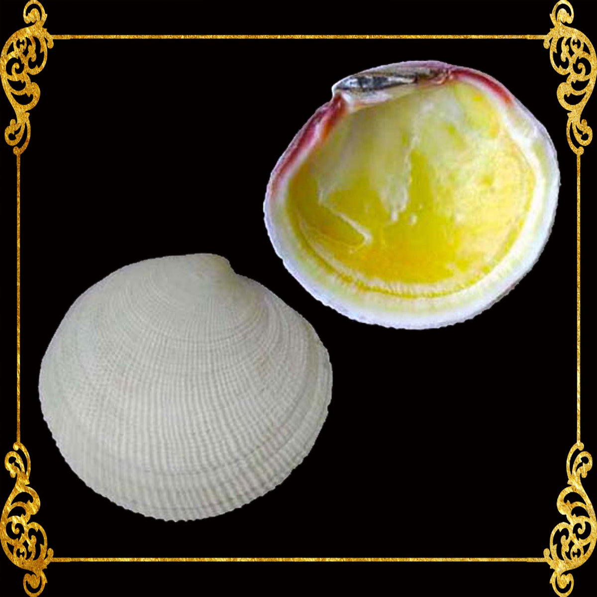 Codakia | Tiger Lucine | Codakia Tigerina