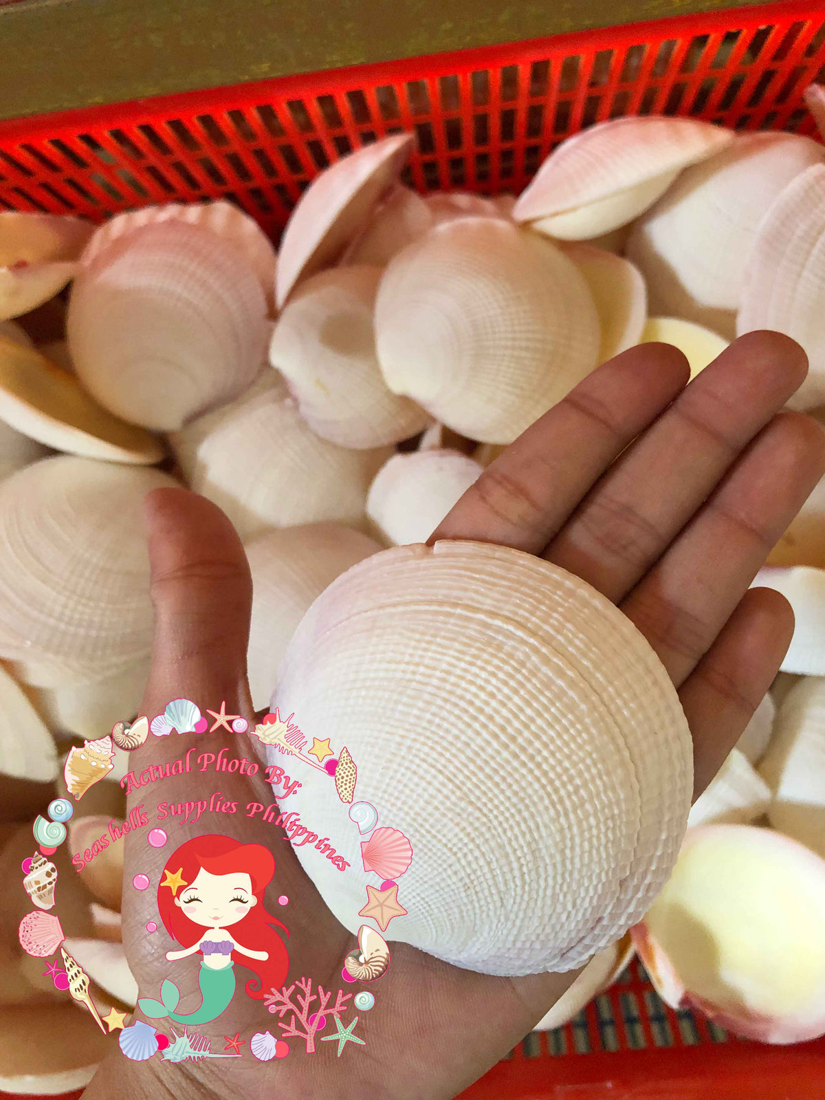 Codakia | Tiger Lucine | Codakia Tigerina