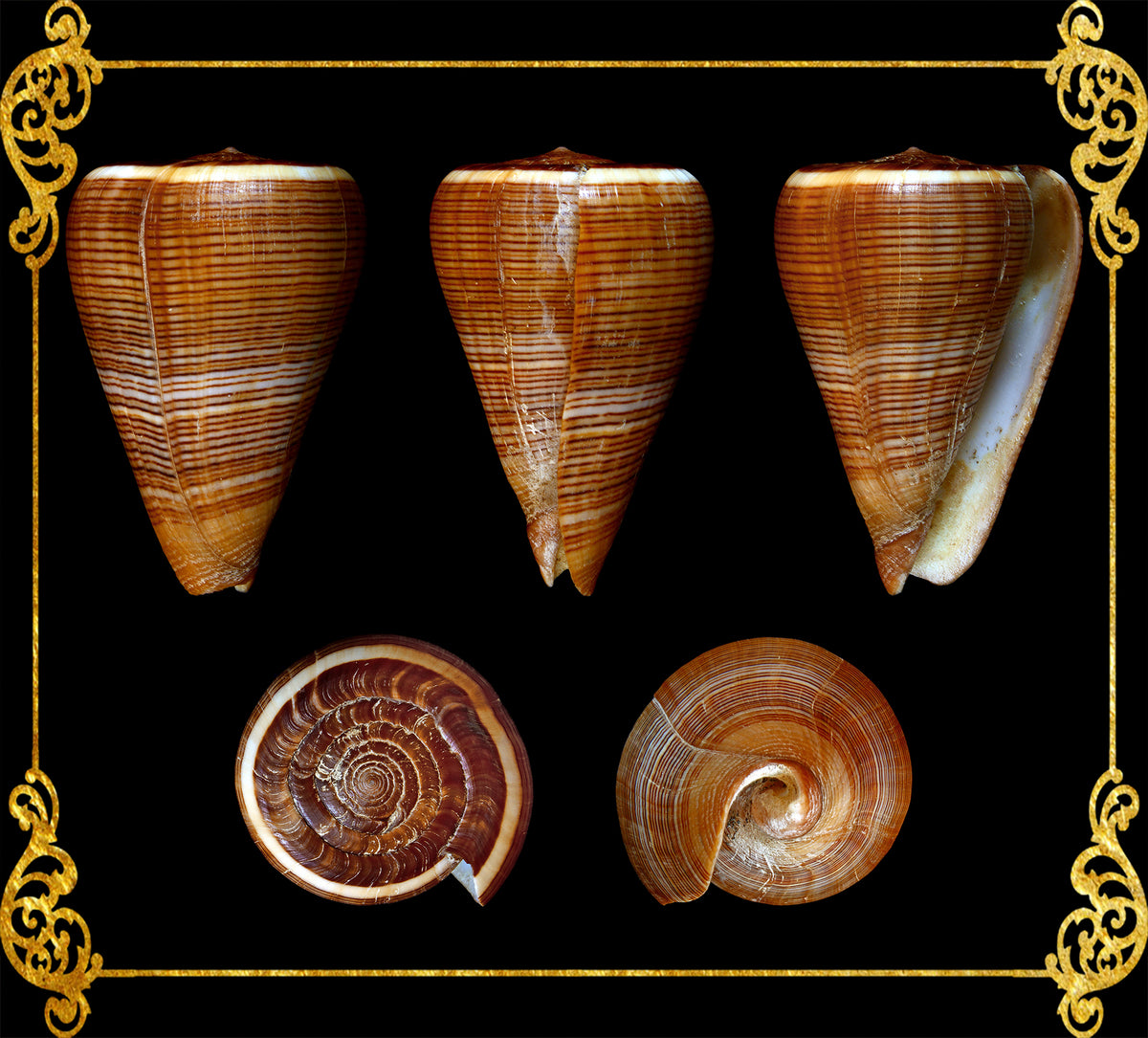 Conus | Fig Cone Shell | Conus Figulinus