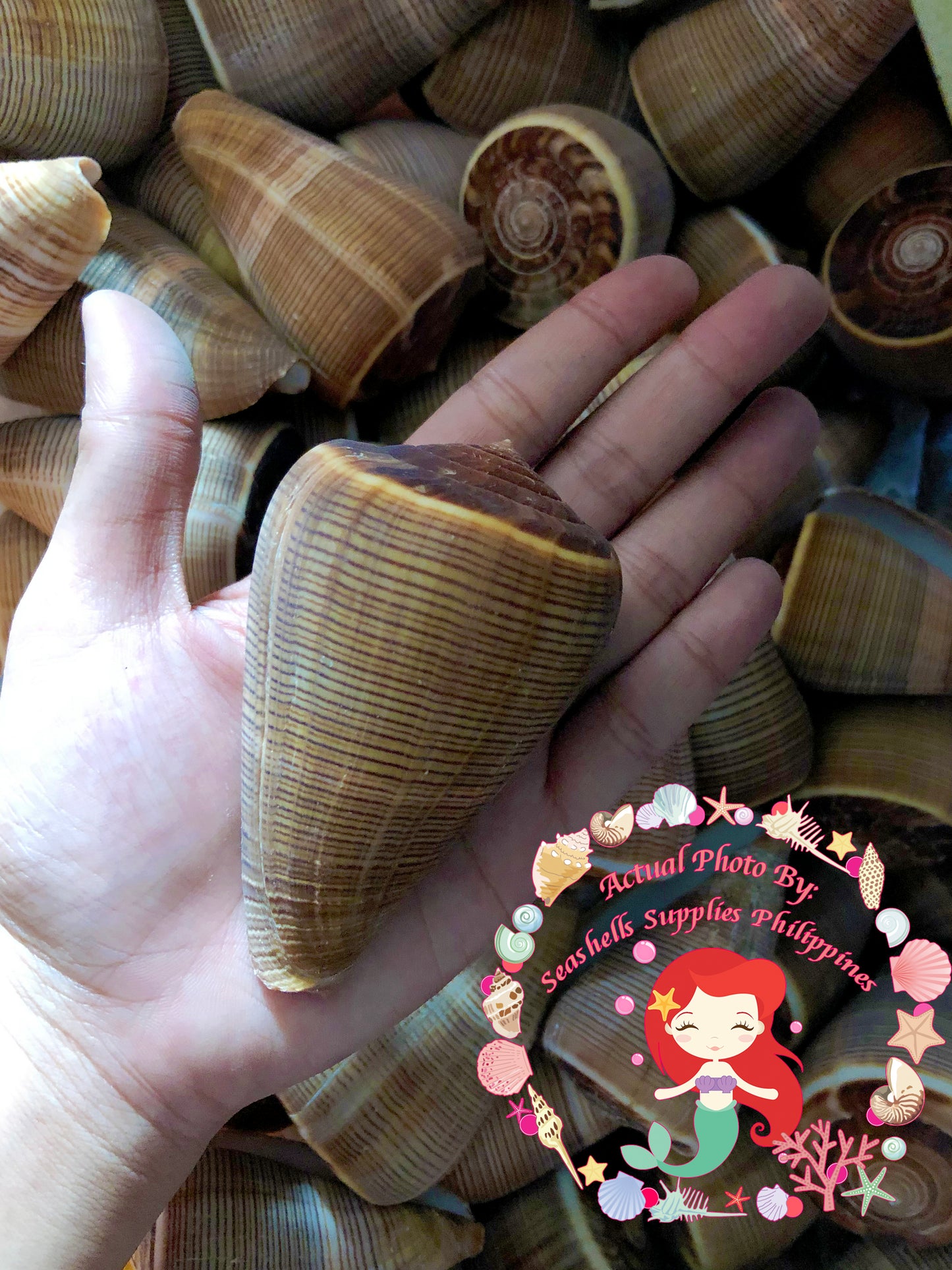 1 Kilo | Conus Figulinus | Fig Cone | Seashells | Sea shells
