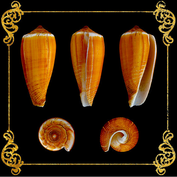 Conus | Rayed Cone Shell | Conus Radiatus
