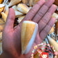 1 Kilo | Conus Radiatus | Rayed Cone | Seashells | Sea shells