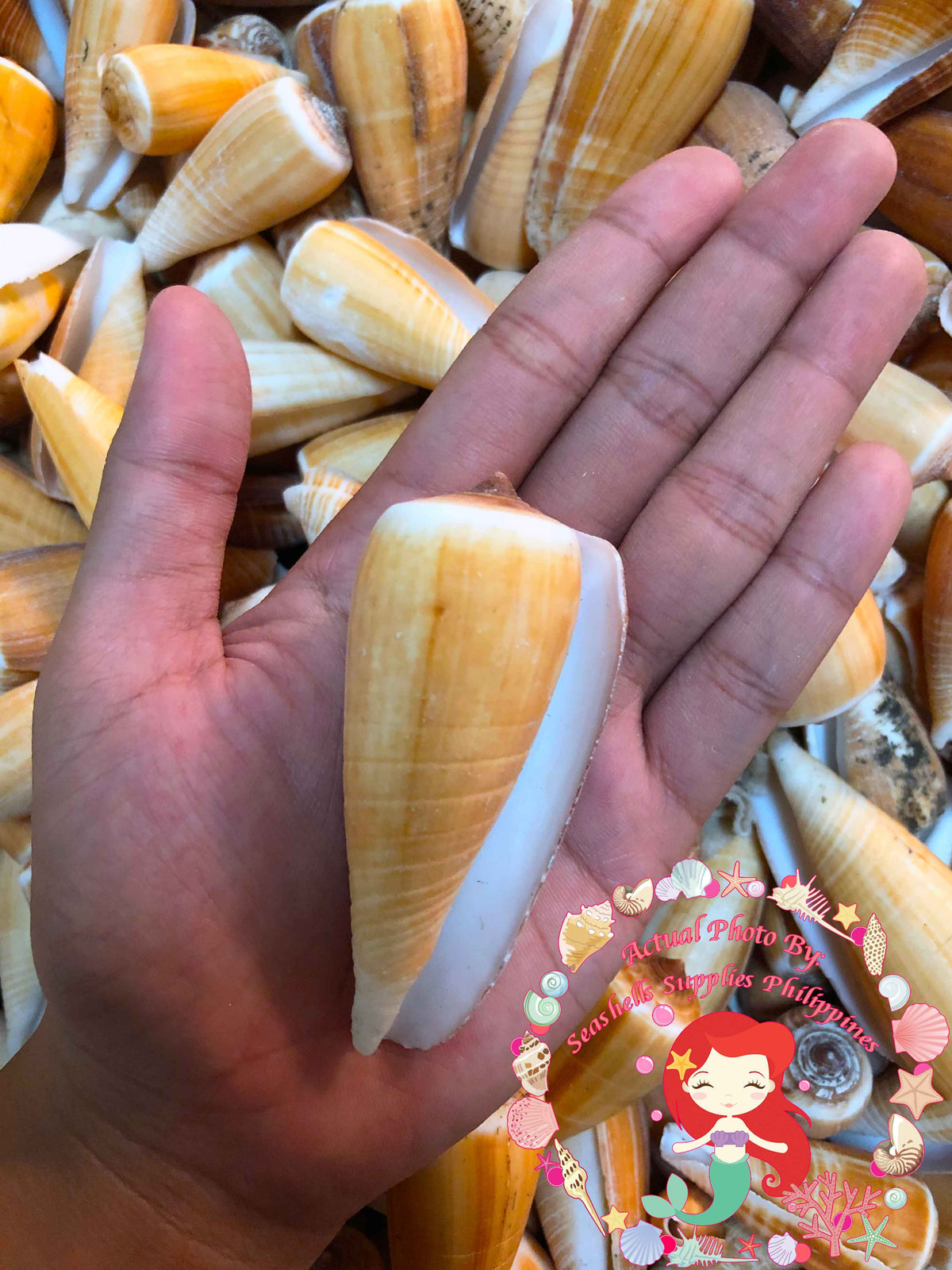 Conus | Rayed Cone Shell | Conus Radiatus