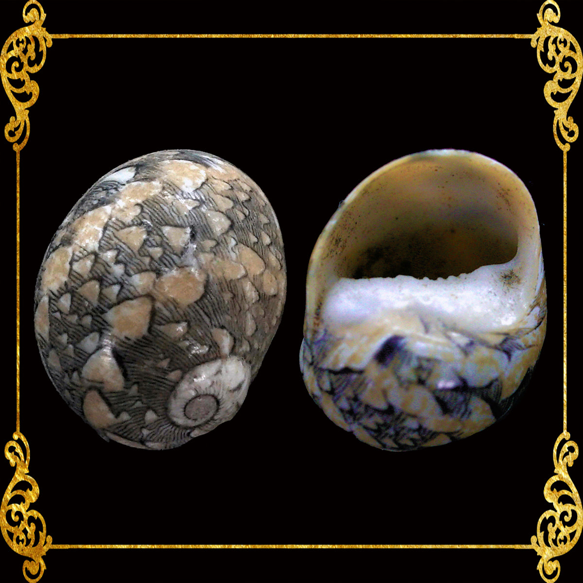 Gray Mongo | Littorinid Periwinkle | Littorina Scabra