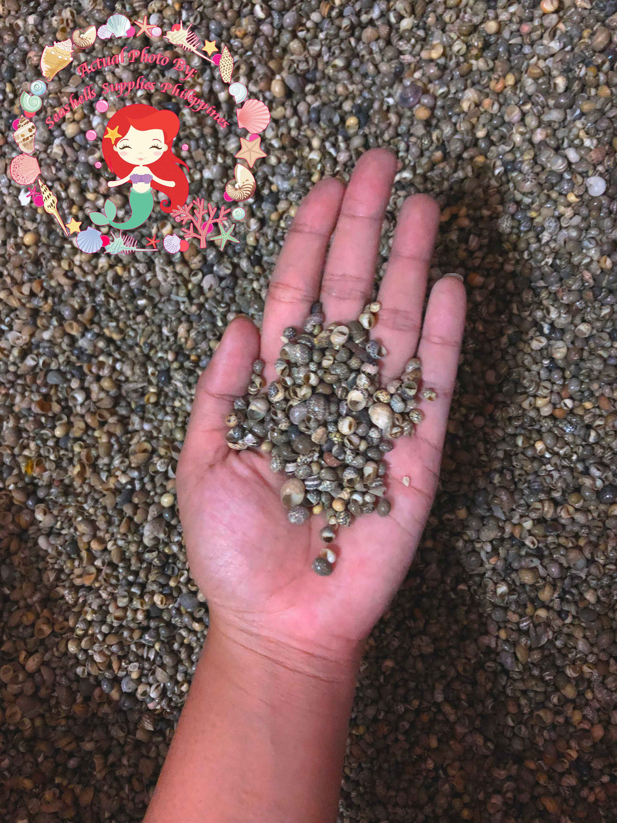 Gray Mongo | Littorinid Periwinkle | Littorina Scabra