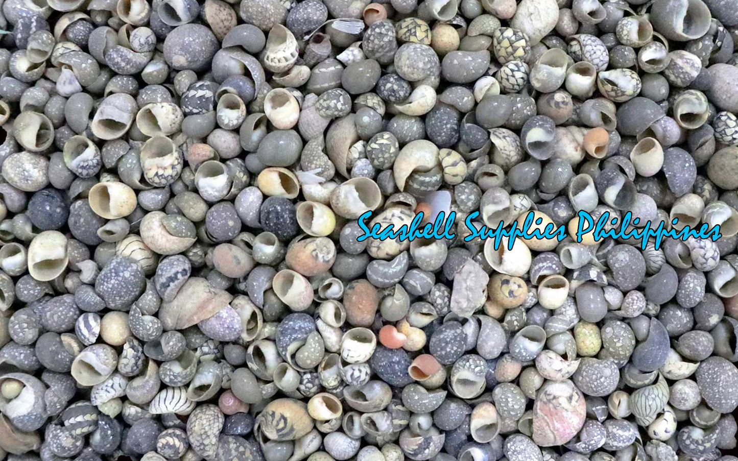 1 Kilo | Gray Mongo | Littorina | Seashells | Sea shells