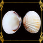 1 Kilo | Halaan | Tumid Venus | Seashells | Sea shells