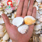 1 Kilo | Halaan | Tumid Venus | Seashells | Sea shells