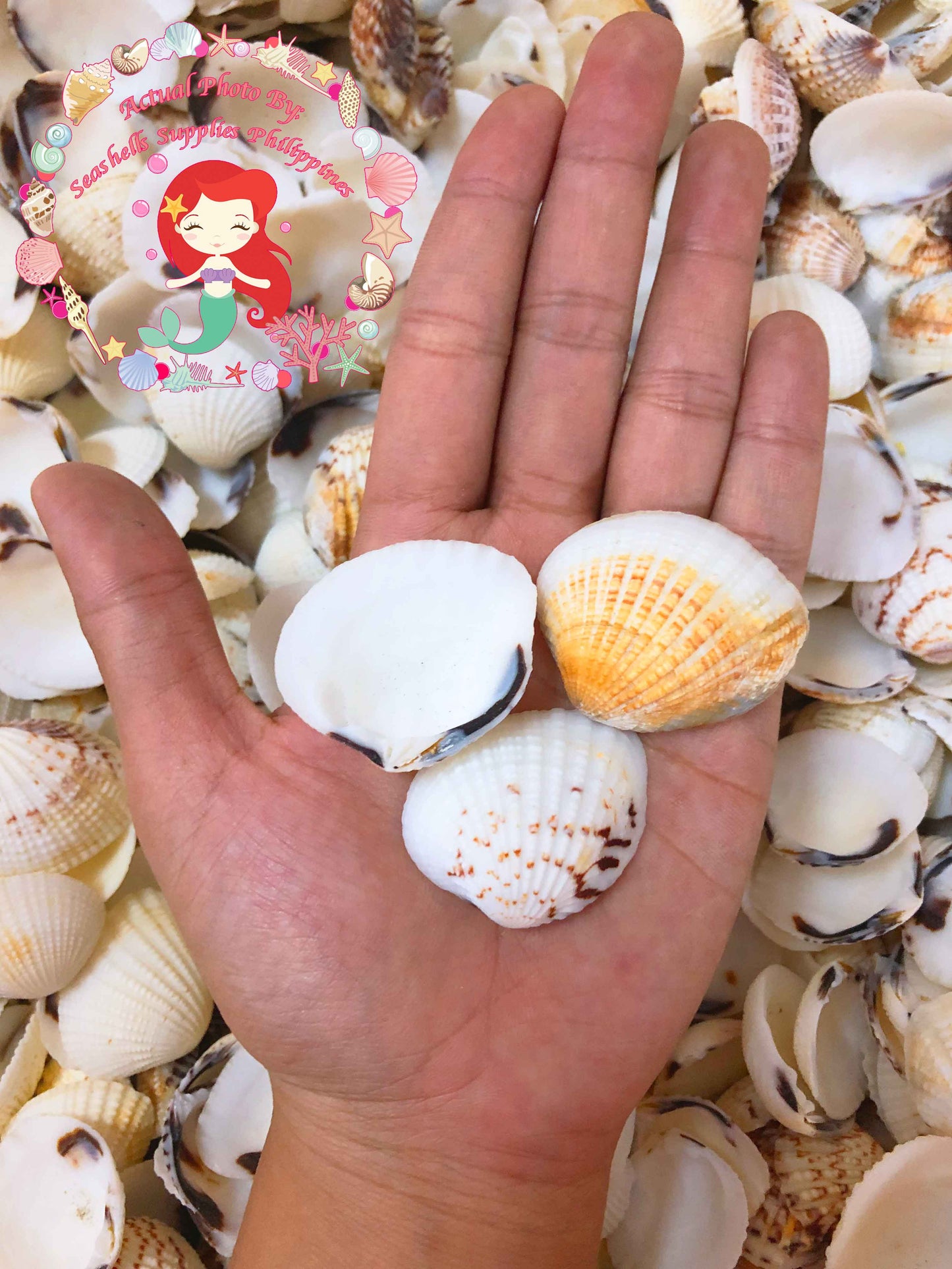 1 Kilo | Halaan | Tumid Venus | Seashells | Sea shells