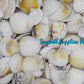 1 Kilo | Halaan | Tumid Venus | Seashells | Sea shells