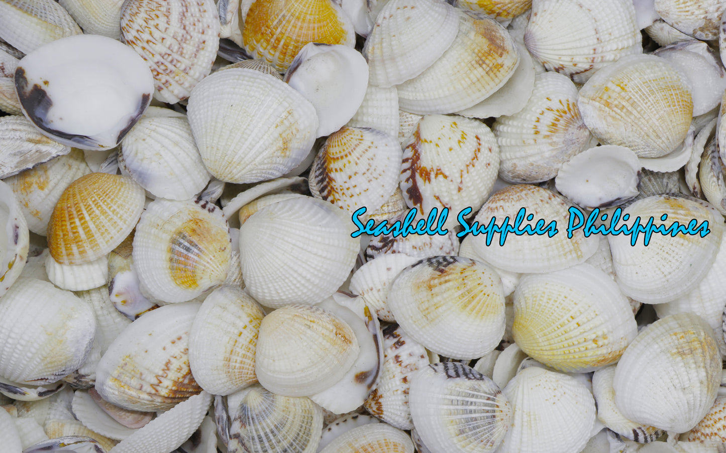 1 Kilo | Halaan | Tumid Venus | Seashells | Sea shells